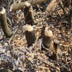 Kielce. 07.01.2020. Ślady działalności bobrów nad zalewem / Wiktor Taszłow / Radio Kielce