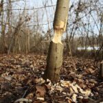 Kielce. 07.01.2020. Ślady działalności bobrów nad zalewem / Wiktor Taszłow / Radio Kielce