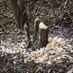 Kielce. 07.01.2020. Ślady działalności bobrów nad zalewem / Wiktor Taszłow / Radio Kielce