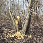 Kielce. 07.01.2020. Ślady działalności bobrów nad zalewem / Wiktor Taszłow / Radio Kielce