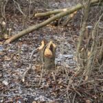 Kielce. 07.01.2020. Ślady działalności bobrów nad zalewem / Wiktor Taszłow / Radio Kielce