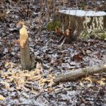 Kielce. 07.01.2020. Ślady działalności bobrów nad zalewem / Wiktor Taszłow / Radio Kielce