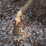 Kielce. 07.01.2020. Ślady działalności bobrów nad zalewem / Wiktor Taszłow / Radio Kielce