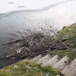 Kielce. 07.01.2020. Ślady działalności bobrów nad zalewem / Wiktor Taszłow / Radio Kielce