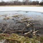 Kielce. 07.01.2020. Ślady działalności bobrów nad zalewem / Wiktor Taszłow / Radio Kielce