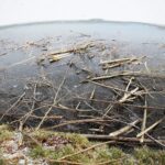 Kielce. 07.01.2020. Ślady działalności bobrów nad zalewem / Wiktor Taszłow / Radio Kielce