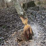 Kielce. 07.01.2020. Ślady działalności bobrów nad zalewem / Wiktor Taszłow / Radio Kielce