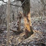 Kielce. 07.01.2020. Ślady działalności bobrów nad zalewem / Wiktor Taszłow / Radio Kielce