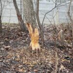 Kielce. 07.01.2020. Ślady działalności bobrów nad zalewem / Wiktor Taszłow / Radio Kielce