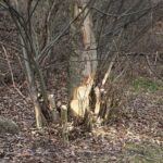 Kielce. 07.01.2020. Ślady działalności bobrów nad zalewem / Wiktor Taszłow / Radio Kielce