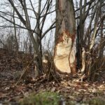 Kielce. 07.01.2020. Ślady działalności bobrów nad zalewem / Wiktor Taszłow / Radio Kielce