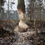 Kielce. 07.01.2020. Ślady działalności bobrów nad zalewem / Wiktor Taszłow / Radio Kielce