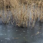 07.01.2020. Kielce. Lód na kieleckim zalewie / Wiktor Taszłow / Radio Kielce