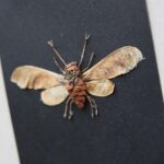 Kielce. 18.01.2020. Wystawa rękodzieła artystycznego prac stworzonych przez pracowników Ogrodu Botanicznego pt. "Roślinny DESIGN" / Wiktor Taszłow / Radio Kielce