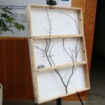 Kielce. 18.01.2020. Wystawa rękodzieła artystycznego prac stworzonych przez pracowników Ogrodu Botanicznego pt. "Roślinny DESIGN" / Wiktor Taszłow / Radio Kielce