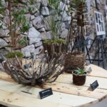 Kielce. 18.01.2020. Wystawa rękodzieła artystycznego prac stworzonych przez pracowników Ogrodu Botanicznego pt. "Roślinny DESIGN" / Wiktor Taszłow / Radio Kielce