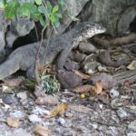 Filipiny / Małgorzata Anna Jóźwiak i Marek Jóźwiak