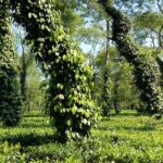 Indie Północno-Wschodnie / Danuta Rasała i Sławomir Skowron