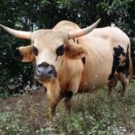 Indie Północno-Wschodnie / Danuta Rasała i Sławomir Skowron