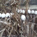 Indie Północno-Wschodnie / Danuta Rasała i Sławomir Skowron