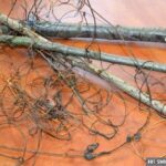 Sidła rozłożone przez 62-letnego mężczyznę z gminy Skalbmierz / świętokrzyska policja