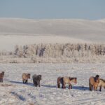 Wyprawa Piotra Marczewskiego i Valerjana Romanovskiego na Syberię / arch. prywatne