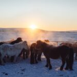Wyprawa Piotra Marczewskiego i Valerjana Romanovskiego na Syberię / arch. prywatne