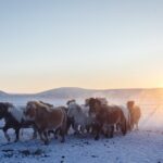 Wyprawa Piotra Marczewskiego i Valerjana Romanovskiego na Syberię / arch. prywatne