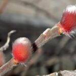 16.01.2020 Busko-Zdrój. Oznaki wiosny / Kamil Oliwkiewicz / Stowarzyszenie "Nasz Region Ponidzie"