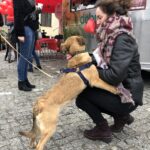 14.02.2020 Sandomierz. Akcja „Serce dla przytulnych” / Grażyna Szlęzak-Wójcik / Radio Kielce