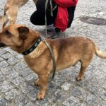 14.02.2020 Sandomierz. Akcja „Serce dla przytulnych” / Grażyna Szlęzak-Wójcik / Radio Kielce