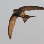 Jerzyk zwyczajny, jerzyk (Apus apus) / Stowarzyszenie Ptaki Polskie