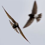 Ptaki wcześniej odlatują do ciepłych krajów