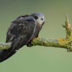 Jerzyk zwyczajny, jerzyk (Apus apus) / Stowarzyszenie Ptaki Polskie