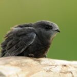 Jerzyk zwyczajny, jerzyk (Apus apus) / Stowarzyszenie Ptaki Polskie