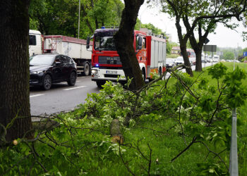 Kielce. Konar drzewa spadł na auto jadące ulicą Jesionową / Piotr Kwaśniewski / Radio Kielce