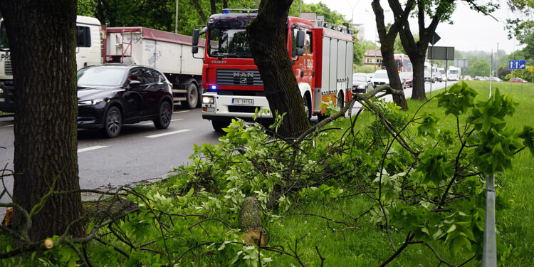 Kielce. Konar drzewa spadł na auto jadące ulicą Jesionową / Piotr Kwaśniewski / Radio Kielce