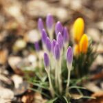 27.02.2020 Kielce. Kwitnące krokusy / Jarosław Kubalski / Radio Kielce