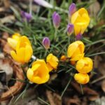 27.02.2020 Kielce. Kwitnące krokusy / Jarosław Kubalski / Radio Kielce