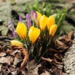 27.02.2020 Kielce. Kwitnące krokusy / Jarosław Kubalski / Radio Kielce