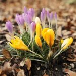 27.02.2020 Kielce. Kwitnące krokusy / Jarosław Kubalski / Radio Kielce