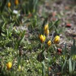 27.02.2020 Kielce. Kwitnące krokusy / Jarosław Kubalski / Radio Kielce