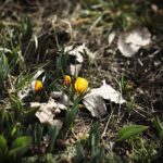 27.02.2020 Kielce. Kwitnące krokusy / Jarosław Kubalski / Radio Kielce