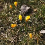 27.02.2020 Kielce. Kwitnące krokusy / Jarosław Kubalski / Radio Kielce