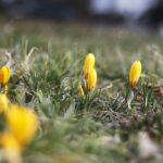 27.02.2020 Kielce. Kwitnące krokusy / Jarosław Kubalski / Radio Kielce