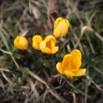 27.02.2020 Kielce. Kwitnące krokusy / Jarosław Kubalski / Radio Kielce