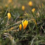 27.02.2020 Kielce. Kwitnące krokusy / Jarosław Kubalski / Radio Kielce