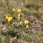 27.02.2020 Kielce. Kwitnące krokusy / Jarosław Kubalski / Radio Kielce