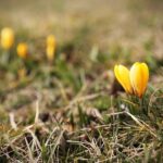 27.02.2020 Kielce. Kwitnące krokusy / Jarosław Kubalski / Radio Kielce