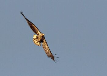 Radio Olsztyn/Krzysztof Mikunda